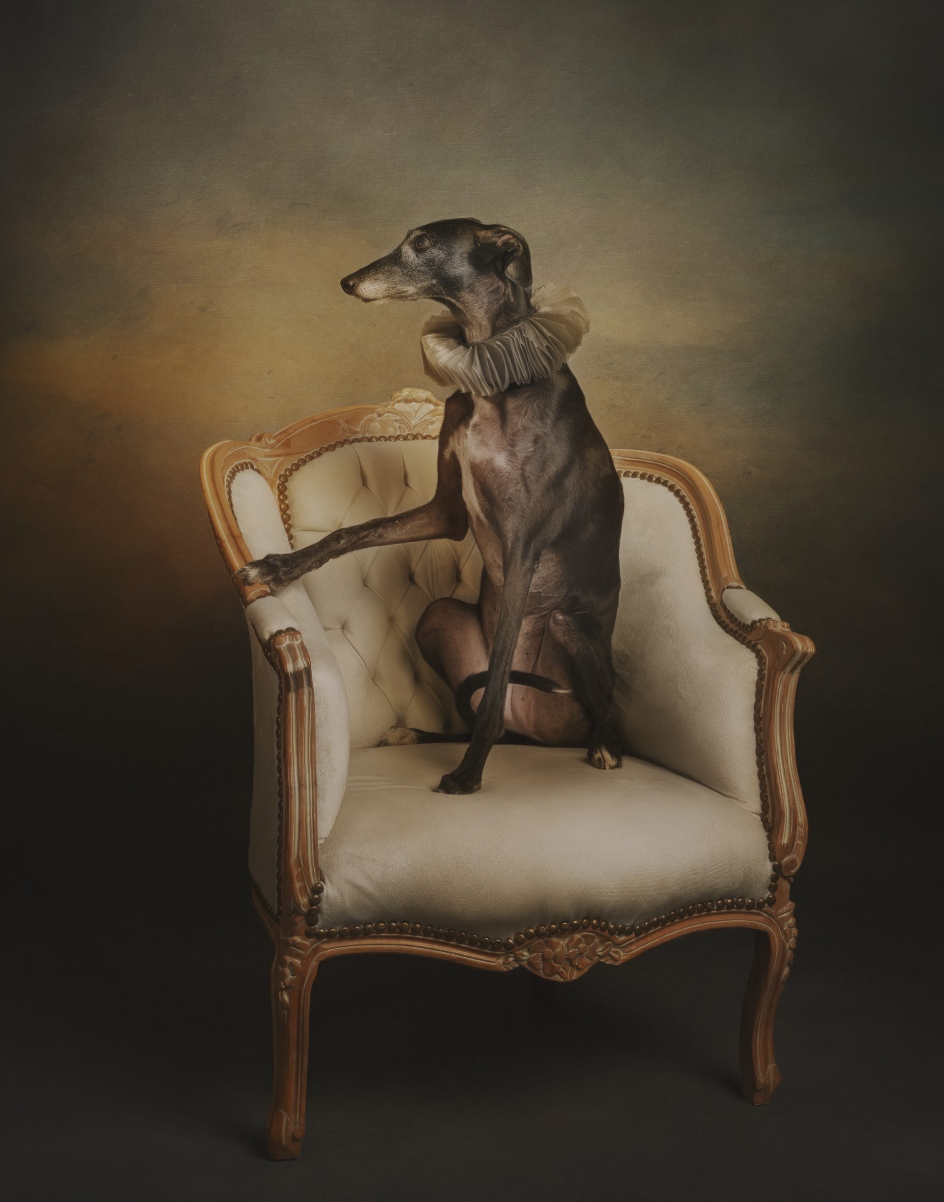 Galería de retratos de perros